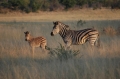 Zebra and baby